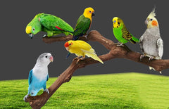 Natural grape vine perches for bird cages