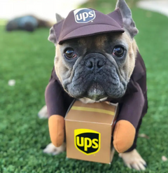 UPS (or USPS) Delivery Costume for Dogs