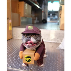 UPS (or USPS) Delivery Costume for Dogs