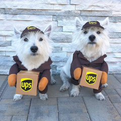 UPS (or USPS) Delivery Costume for Dogs