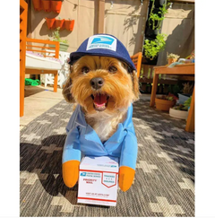 UPS (or USPS) Delivery Costume for Dogs