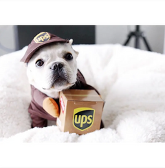 UPS (or USPS) Delivery Costume for Dogs